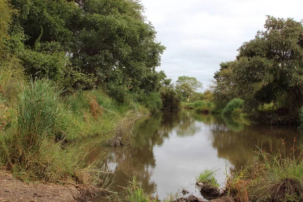 Krueger Park Afrikanischer Busch Fluss Kruger Park Afrikansk Buske Flod — Stockfoto