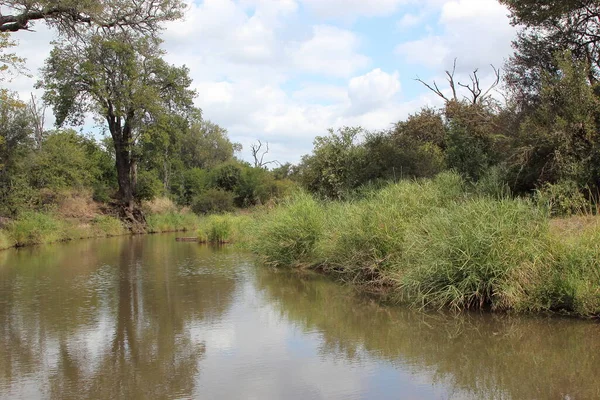 Krueger Park Afrikanischer Busch Fluss Kruger Park Africký Keř Řeka — Stock fotografie