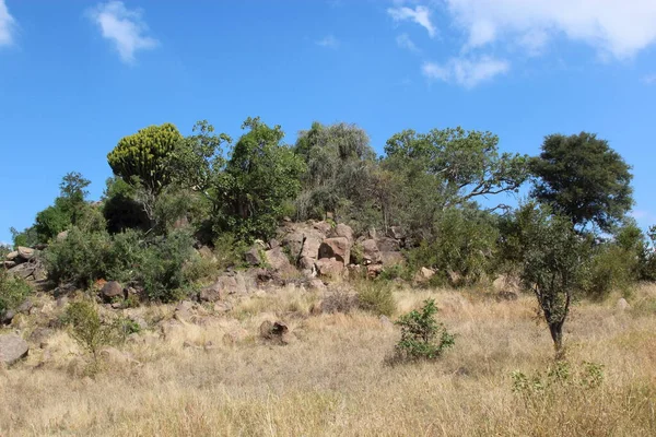 Krueger Park Afrikanischer Busch Inselberg Kruger Park African Bush Koppie — Stock Photo, Image