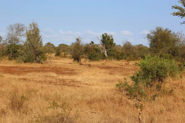 Krueger Park Afrikanischer Busch Kruger Park Afrikansk Buske — Stockfoto