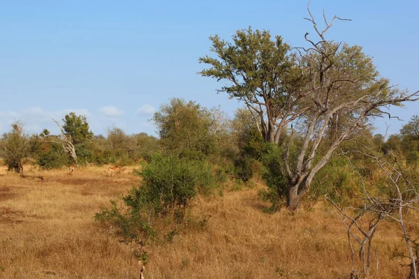 Krueger Park Afrikanischer Busch Kruger Park Afrikansk Buske — Stockfoto