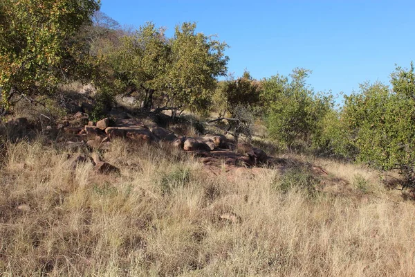 Kruegerpark Shibavantsengele Lookout Kruger Park Shibavantsengele Lookout — Fotografia de Stock