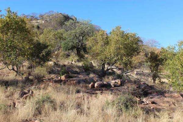 Kruegerpark Shibavantsengele Kilátó Kruger Park Shibavantsengele Kilátó — Stock Fotó