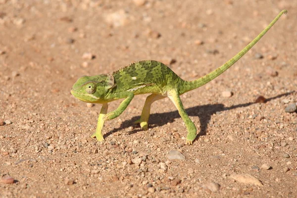 Lappenkamaeleon Kameleon Klapką Szyi Chamaeleo Dilepis — Zdjęcie stockowe