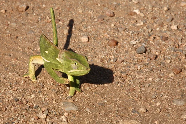 Lappenchamaeleon Camaleão Gola Alta Chamaeleo Dilepis — Fotografia de Stock