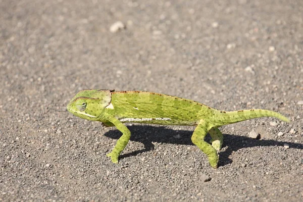 Lappenkamaeleon Kameleon Klapką Szyi Chamaeleo Dilepis — Zdjęcie stockowe