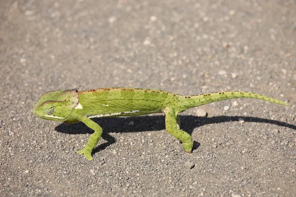 Lappenchamaeleon Camaleão Gola Alta Chamaeleo Dilepis — Fotografia de Stock