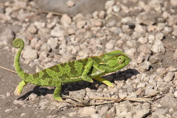 Lappenchamaeleon Camaleão Gola Alta Chamaeleo Dilepis — Fotografia de Stock