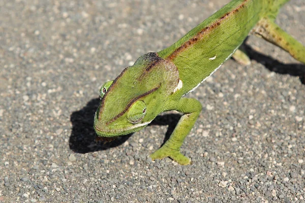 Lappenchamaeleon Camaleão Gola Alta Chamaeleo Dilepis — Fotografia de Stock