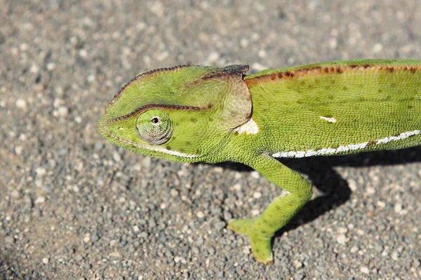 Lappencamaeleon Caméléon Collier Rabat Chamaeleo Dilepis — Photo