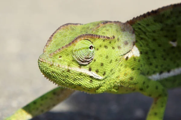 Lappenchamaeleon Flap Necked Chameleon Chamaeleo Dilepis — стоковое фото