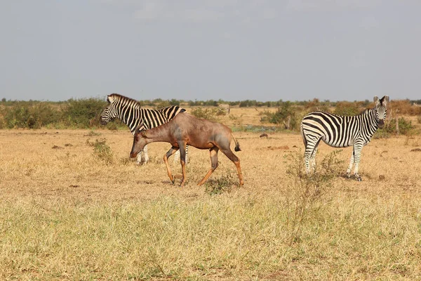 Leierantilope Steppenzebra Common Tsessebe Burchell Zebra Damaliscus Lunatus Equus Quagga — Stok fotoğraf