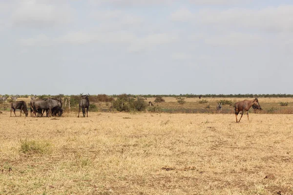 Leierantilope Streifengnu Steppenzebra Common Tsessebe Blå Gnugga Burchells Zebra Damaliscus — Stockfoto