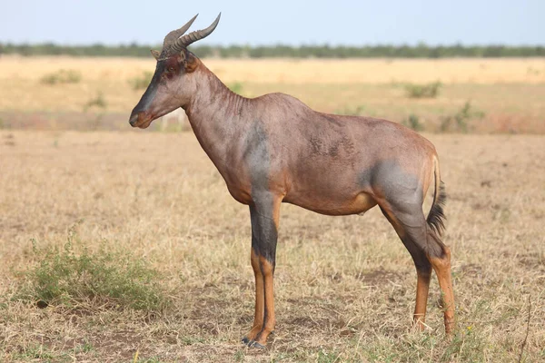Leierantilope Oder Halbmondantilope Common Tsessebe Damaliscus Lunatus Nincs Magyar Neve — Stock Fotó