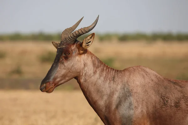 Leierantilope Oder Halbmondantilope Common Tsessebe Damaliscus Lunatus — Stock Photo, Image