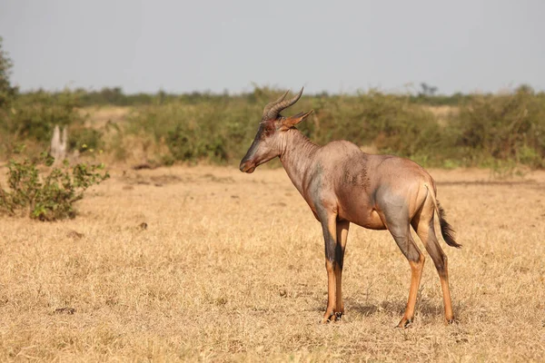 Leierantilope Oder Halbmondantilope Common Tsessebe Damaliscus Lunatus — Stockfoto