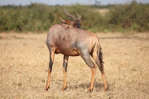 Leierantilope Oder Halbmondantilope Tsessebe Común Damaliscus Lunatus — Foto de Stock