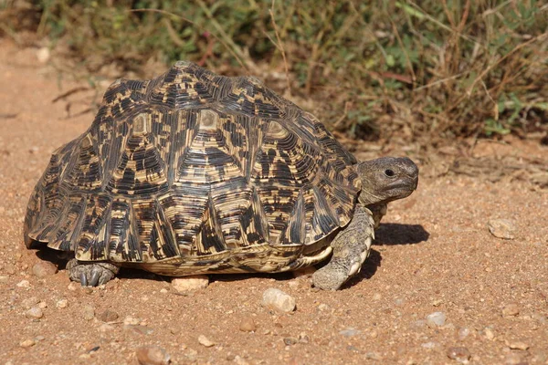 Leopardenschildkroete Leopard Turtoise Geochelone Pardalis — Zdjęcie stockowe