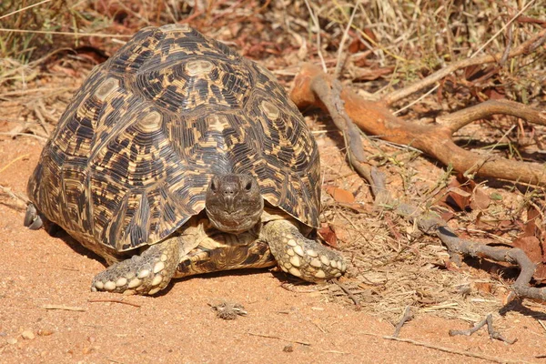 Leopardenschildkroete Leopard Turtoise Geochelone Pardalis — Zdjęcie stockowe