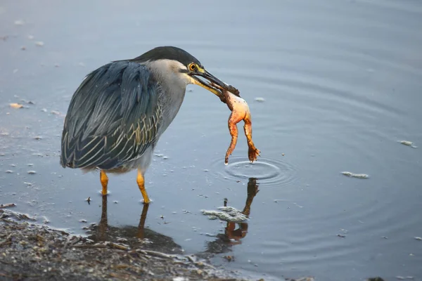 Mangrovenreiher Green Backed Heron Butorides Striatus — Stockfoto