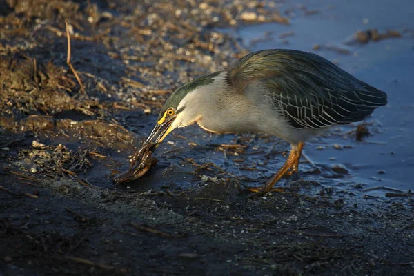 Mangrovenreiher Green Backed Heron Butorides Striatus — Fotografia de Stock