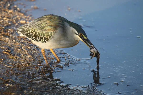 Mangrovenreiher Green Backed Heron Butorides Striatus — Stockfoto