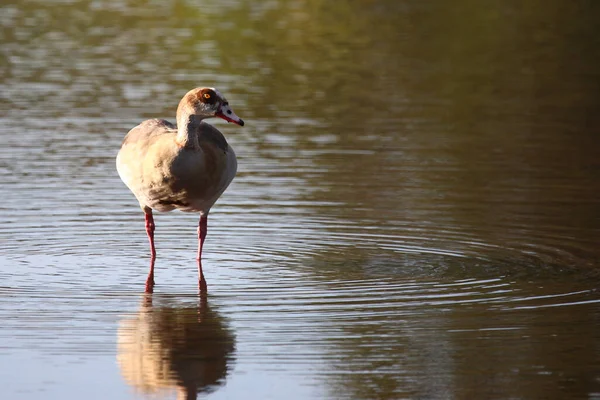 Nilgans Egyptian Goose Alopochen Aegyptiacus — Stockfoto