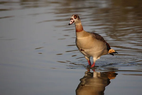 Nilgans Egyptian Goose Alopochen Aegyptiacus —  Fotos de Stock