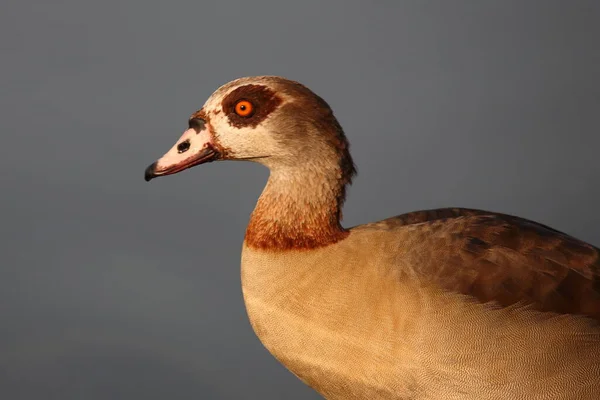 Nilgans Egyptian Goose Alopochen Aegyptiacus — 스톡 사진