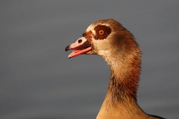 Nilgans Egyptian Goose Alopochen Aegyptiacus — 스톡 사진