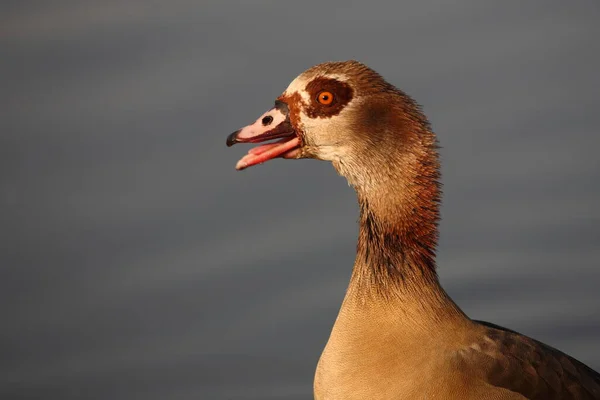 Nilgans Egyptian Goose Alopochen Aegyptiacus — Foto Stock