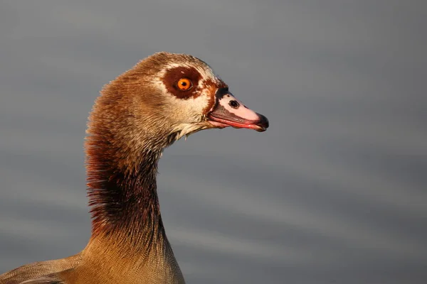 Nilgans Egyptian Goose Alopochen Aegyptiacus —  Fotos de Stock