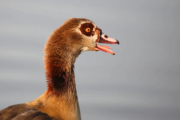 Nilgans Egyptian Goose Alopochen Aegyptiacus — Stockfoto