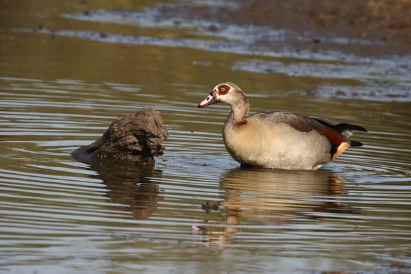 Nilgans Egyptian Goose Alopochen Aegyptiacus — Photo