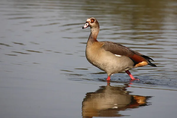 Nilgans Egyptian Goose Alopochen Aegyptiacus — Foto de Stock