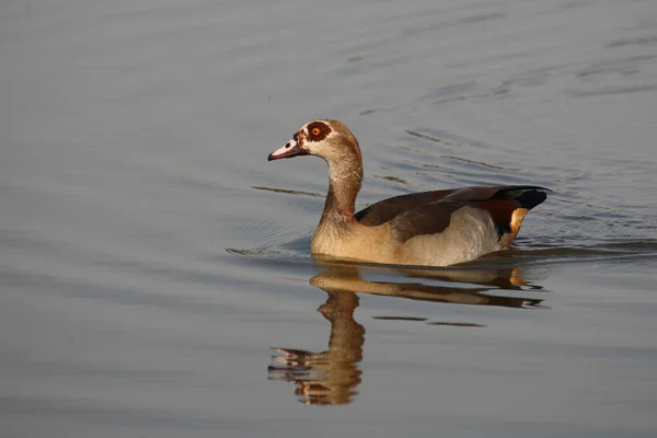 Nilgans Egyptian Goose Alopochen Aegyptiacus — Fotografia de Stock