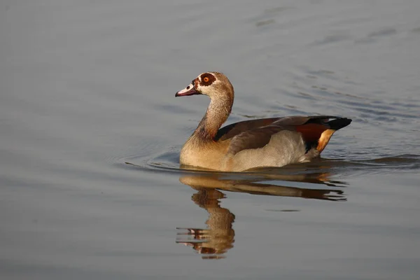 Nilgans Egyptian Goose Alopochen Aegyptiacus — Stockfoto