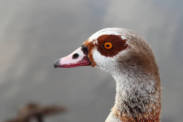 Nilgans Egyptian Goose Alopochen Aegyptiacus — Stock fotografie