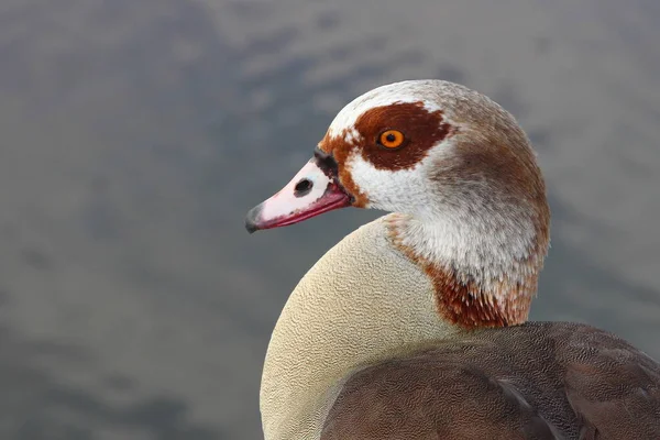 Nilgans Egyptian Goose Alopochen Aegyptiacus — Stock Fotó