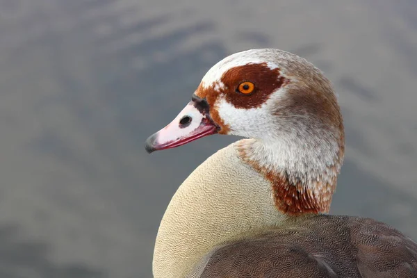 Nilgans Egyptian Goose Alopochen Aegyptiacus — Stock Fotó