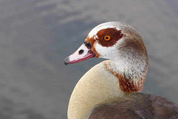 Nilgans Egyptian Goose Alopochen Aegyptiacus — Stockfoto