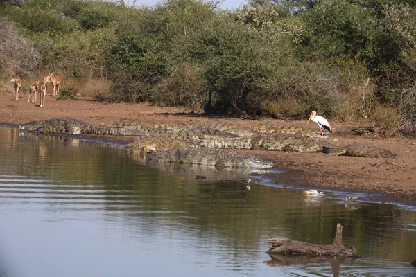 Nilkrokodil Schwarzfersenantilope Nimmersatt Crocodilo Nilo Impala Cegonha Bico Amarelo Crocodylus — Fotografia de Stock