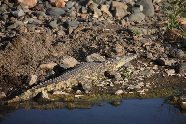 Nilkrokodil Nile Crocodile Crocodylus Niloticus — Stock Fotó