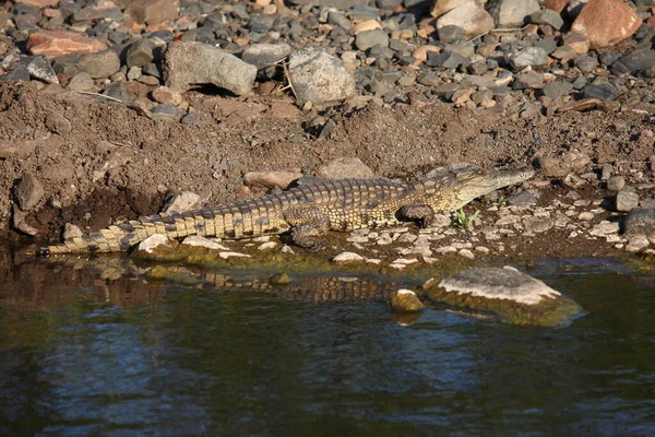 Nilkrokodil Nile Crocodile Crocodylus Niloticus — Foto Stock