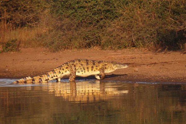 Nilkrokodil Nile Crocodile Crocodylus Niloticus — Stock Fotó