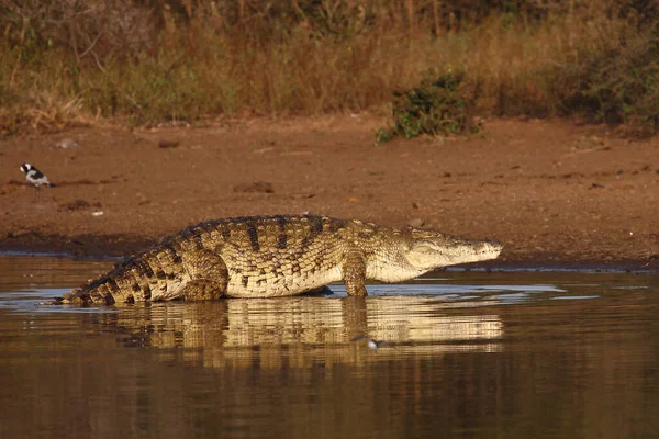 Nilkrokodil Nile Crocodile Crocodylus Niloticus — стоковое фото