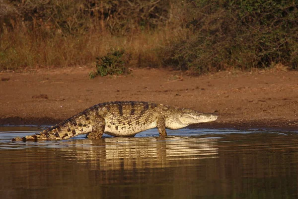 Nilkrokodil Nile Crocodile Crocodylus Niloticus — Φωτογραφία Αρχείου