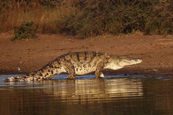 Nilkrokodil Nile Crocodile Crocodylus Niloticus — Fotografia de Stock