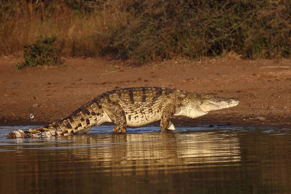 Nilkrokodil Nile Crocodile Crocodylus Niloticus — стоковое фото