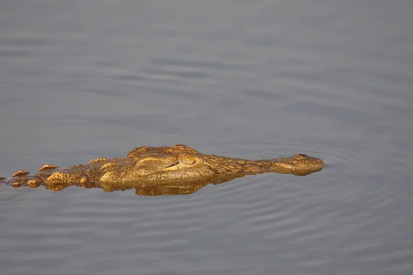 Nilkrokodil Neil Crocodile Crocodylus Niloticus — стокове фото